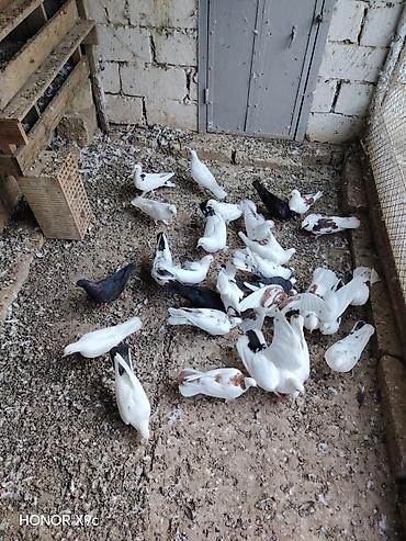 quşlar göyərçin: 30 dene qusdu tərgitmə heyvanlardi seçilib saxlanılıb Qaradağ rayonu — 2