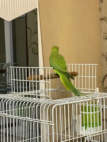 Tutuquşları: Ojerelya Arjelya Ajarelya Ojeralya Tutuquşu Yaşıl Pakıstan Tutuquşu — 5