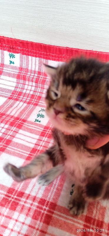 Кошки: Мейн-Куны 🥰🥰🥰 Предлагаются к брони котята Рысята ❤️ — 1