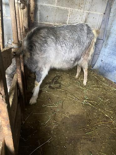 Козы, козлы: Продаю | Козёл (самец) | Для разведения at lalafo.kg — 5 Козы, козлы: Продаю | Козёл (самец) | Для разведения — 5