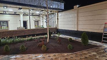 Берёза: Саженцы — 30