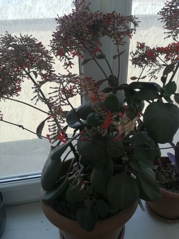 xlorofitum bitkisi: Üstü bütün cicekdi böyük ölçüdu qırmızı xırda çiçəklənir. Zəngə