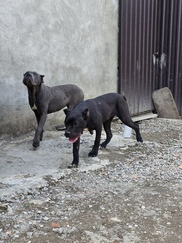 bichon frise qiymeti: Kane-Korso, 7 ay, Erkek, Peyvəndli, Ünvandan götürmə