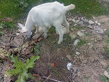 erkek: 20 baş çəpişdi erkekli dişili çoxunun burda. Şəkili yoxdu — 3