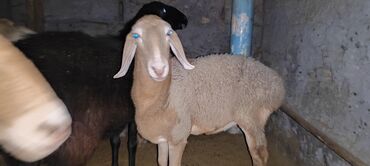 восточная европейская овчарка: Продаю | Овца (самка) | Арашан | Матка