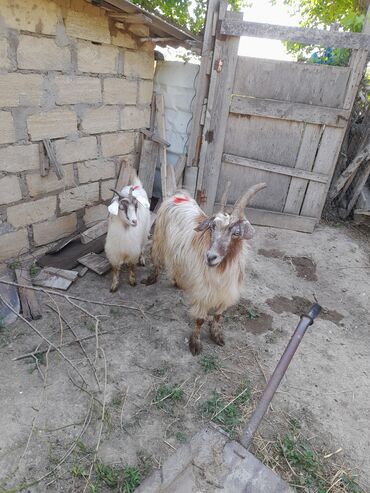 Keçi, çəpiş: Dişi, il: 2, Damazlıq, Ətlik, Ünvandan götürmə