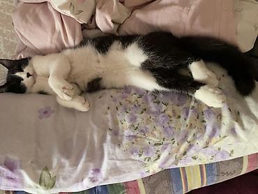 Отдам даром кошку: Кошка даром: Беспородная, 7 месяцев, Девочка, Приучена к лотку — 1