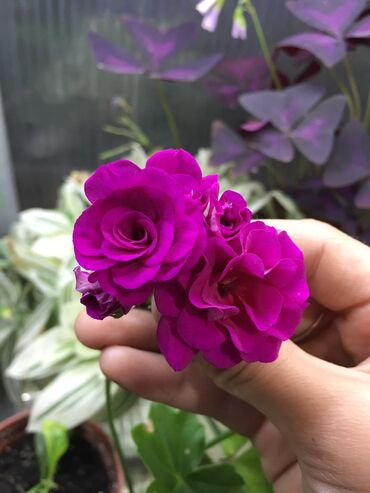 Другие комнатные растения: Пеларгония (плющелистная) — 15