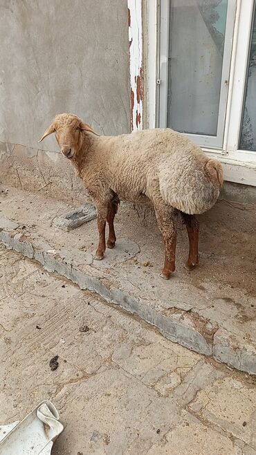 qoyun qala: Erkək, Qala, il: 1, 60 kq, Damazlıq, Ətlik, Ünvandan götürmə