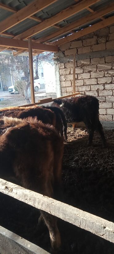 Коровы, быки: Продаю | Тёлка | Полукровка | На откорм | Племенные — 7