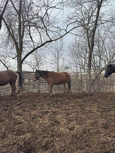 Лошади, кони: Продаю | Кобыла (самка), Конь (самец), Жеребенок | Полукровка | На забой, Для разведения, Для молока — 2