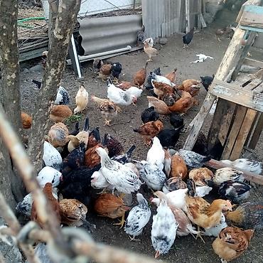 Toyuqlar: Toyuq, Damazlıq — 10