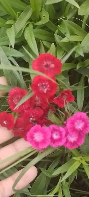 усик клубники: Гвоздика турецкая (Dianthus barbatus), садовые сорта, многоцветные. - — 3