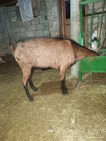 afçarka satılır: Salam super damazliq keciler satlir isdeyen zeng elesin boqaz