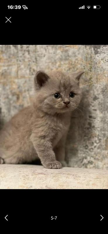 Кошки: Шотландская вислоухая — 5