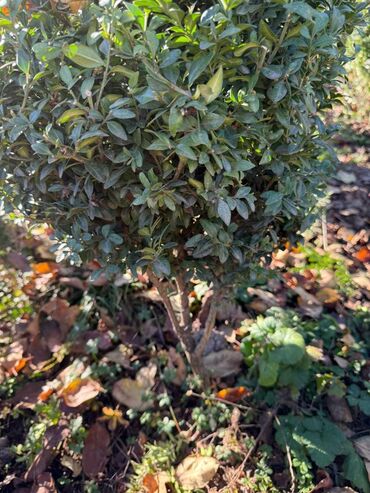 Şitillər: Şimşir tingləri satıram. Onlar dekorativ haşiyələr, hedcinqlər və — 23