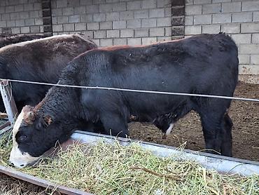 Продам с/х животных: Продаю | Бык (самец) | Полукровка, Ангус, Алатауская | На откорм, Для разведения | Искусственник — 2