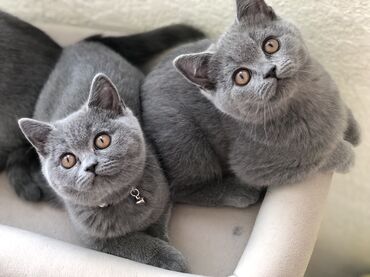 Pişiklər: Şotland, Dişi, Erkək, Ünvandan götürmə — 20