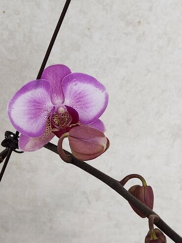 продам орхидею: Продаю орхидею,красотка высокая,травма листьев,цена 1300сом