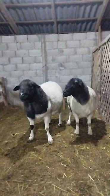 Баран, овца: Продаю | Баран (самец) | Для разведения | Племенные — 12