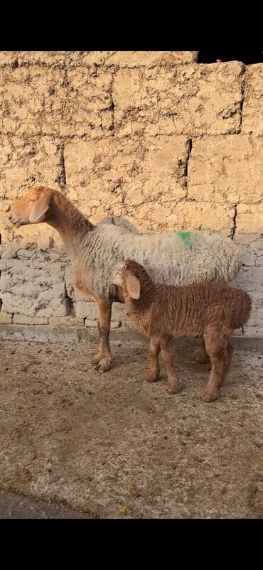Qoyunlar, qoçlar: Qoyun ana bala ilə - Növ: Yerli cins quzu ilə ana qoyun - Ana -da lalafo.az — 8 Qoyunlar, qoçlar: Qoyun ana bala ilə - Növ: Yerli cins quzu ilə ana qoyun - Ana — 8
