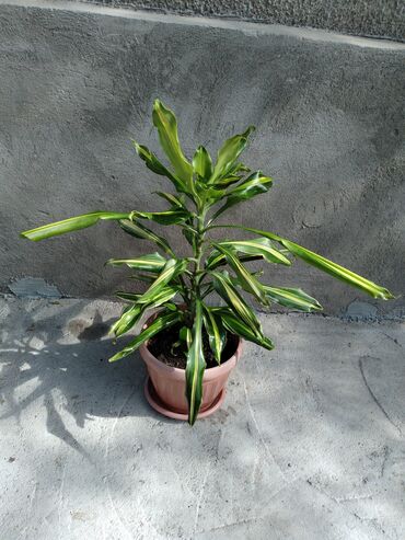растения в офис: Драцена масанжеана Беловодское могу привезти в Бишкек