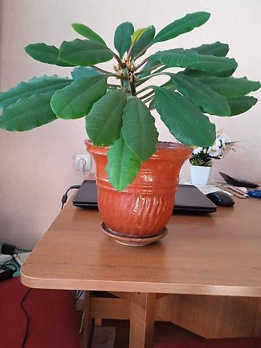 Алоэ: Продаю комнатные растения! Алое, алоэ-вера, золотой ус, каланхоэ — 6