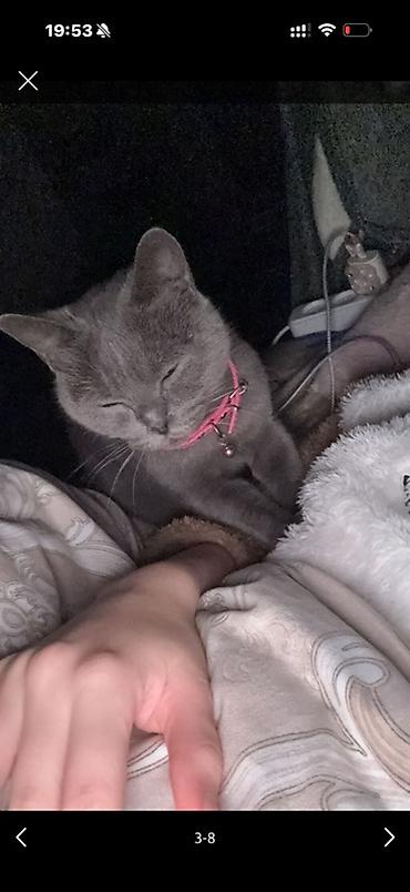 serrap dermani ne ucundur: Boz britan pisiyi cinsi dişi sadece baxmaga imkan yoxdu diye baxa — 3