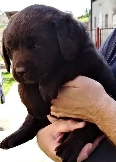 Psi: Čokoladni štenci labrador retrivera Čokoladni štenci labrador — 9
