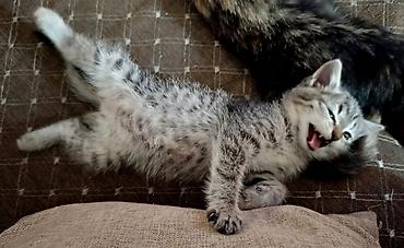 Кошки: Кошка даром: Беспородная, 1 месяц, Девочка, Приучена к лотку, Проглистована — 9