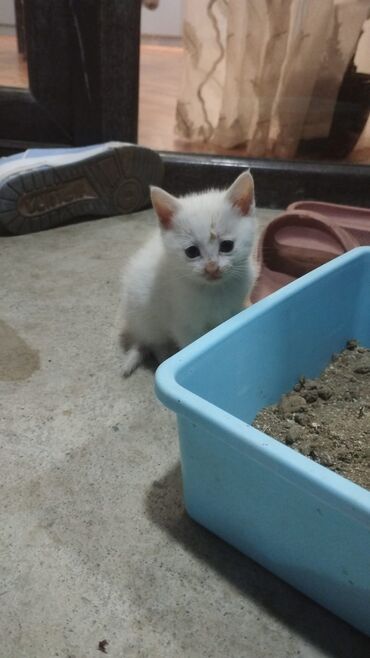 Pişiklər: Türk anqora -da lalafo.az — 24 Pişiklər: Türk anqora — 24