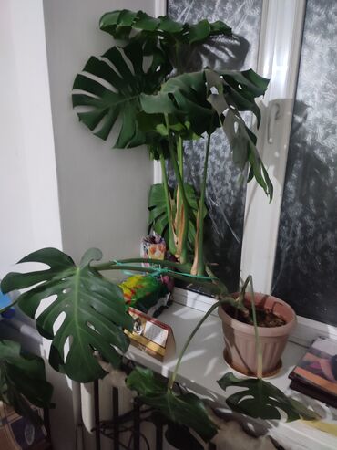 растения для офиса: МОНСТЕРРА.комнатная.не болеет. 1.0--1.2 высота. для офиса