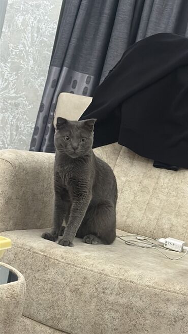 шотландские котята в баку: Шотландская, Самец, В добрые руки, Платная доставка