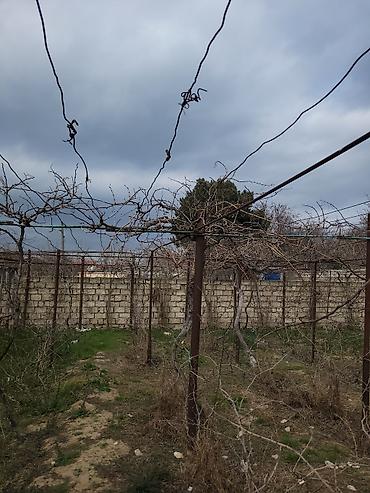 tor satisi: 🍇 ÜZÜM AĞACLARININ SATIŞI 🍇 Bağ salmaq istəyənlər üçün hazır və — 6