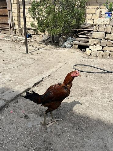 ev piwikleri: Toyuq cücələri, Damazlıq — 3