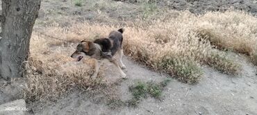 İtlər: 3 il, Erkek, Peyvəndli, Ünvandan götürmə — 4