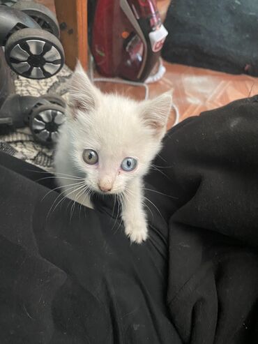 милые животные: Продаётся котёнок породы турецкая Ангора глаза разным цветом в городе