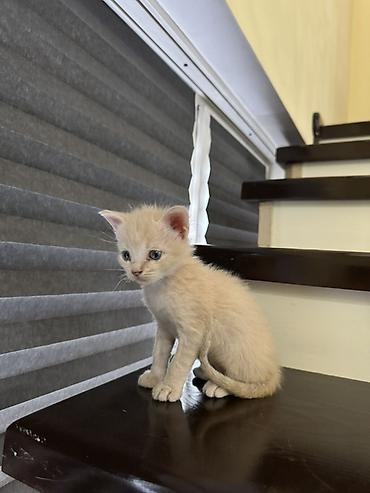 котято: Продаю котят Мама шотландская вислоухая рыжий мальчик остальные — 3