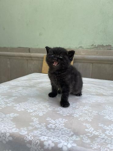 cat ruletka: Britan, Erkək, Yaxşı əllərə, Ödənişli çatdırılma, Ünvandan götürmə — 2