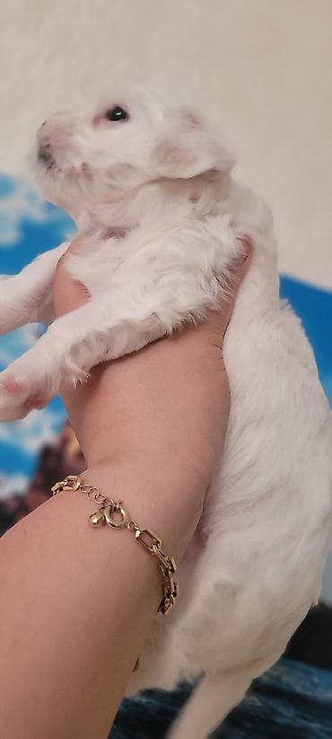 bull terrier satilir: Malta balonkasi mini . qiymetde razilawmaq olar — 6