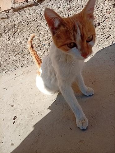 Кошки: Кошка даром: Беспородная, 1 год, Мальчик, Приучена к лотку — 3