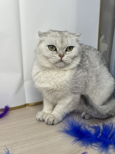 сколько стоят вислоухие кошки: Шотландская Скоттишь фолд девочка
