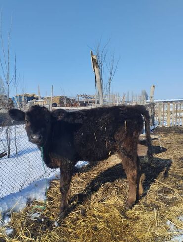 талас животные: Продаю | Heifer, Calf | Angus, Holstein | Для разведения | Iskusstvennik