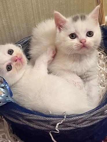 Кошки: Шотландская вислоухая — 1