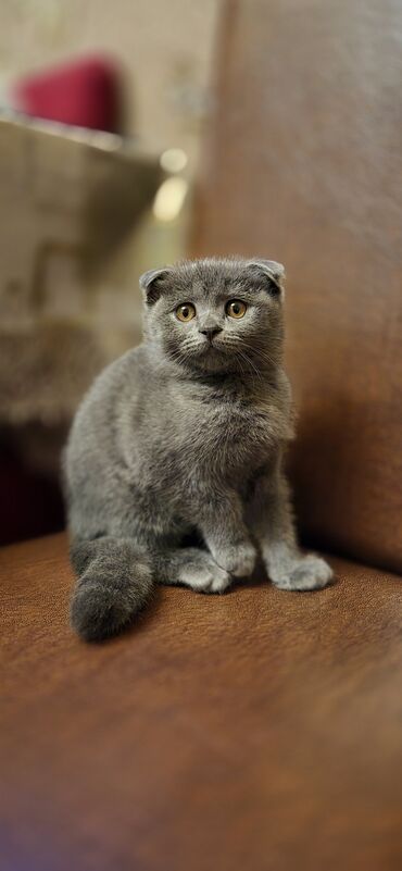 Pişiklər: Şotland yastı qulaq — 11