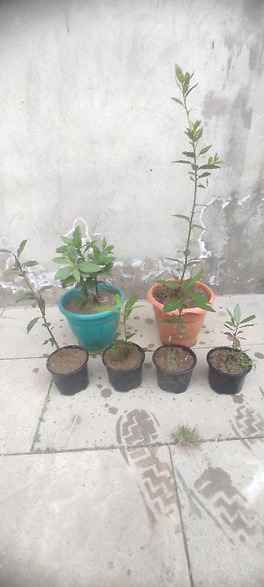 sitili: Dəfnə ağacı (Laurus nobilis) – ətirli, keyfiyyətli və məhsuldar sort — 8
