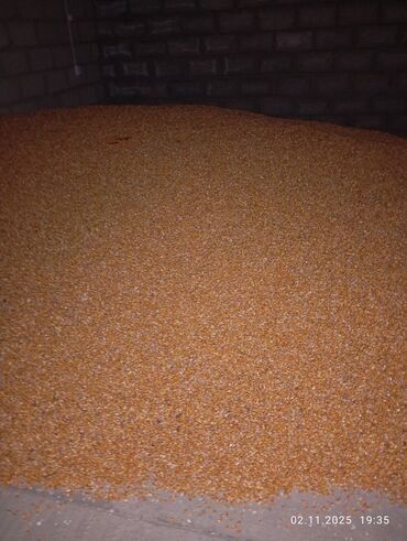 детские подарки на новый год бишкек: Кукуруза зерно (желтое, сушеное), навалом. - Форма отгрузки