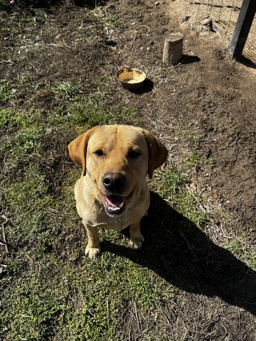 защита от собак: ️ ‼️ Вязка, Кобель ‼️прекрасный золотистый лабрадор ретривер, 2 года