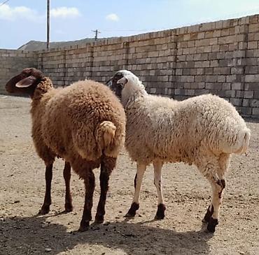 heyvan ve insan seksi: Damazlıq ve kesim üçün toglular — 6