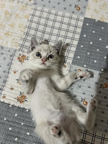 котёнок токмок: 1 месяц, Девочка, Белый, Приучена к лотку — 4
